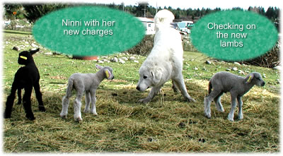 Ninni with lambs